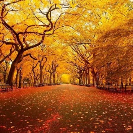 trees